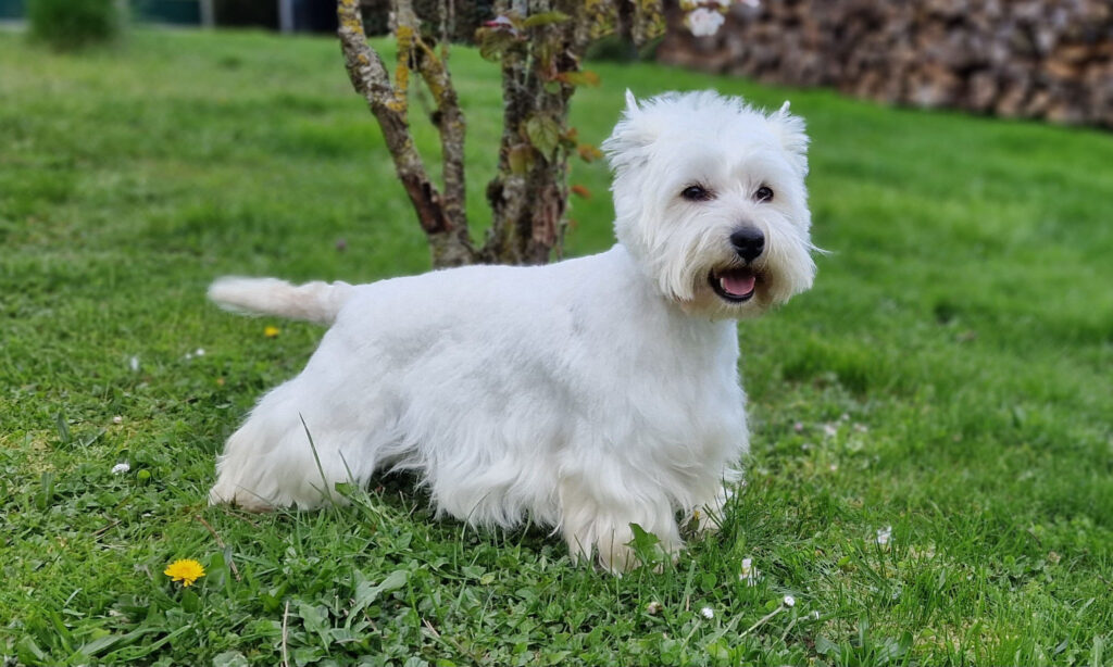 Sky femelle Westie
