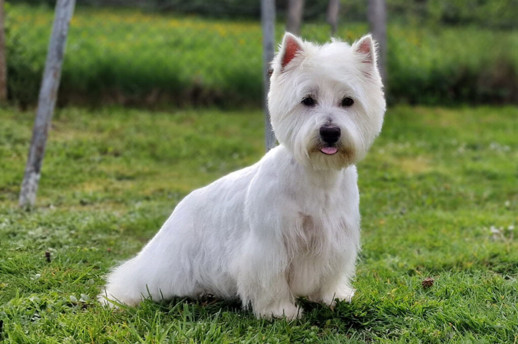 Sky femelle Westie