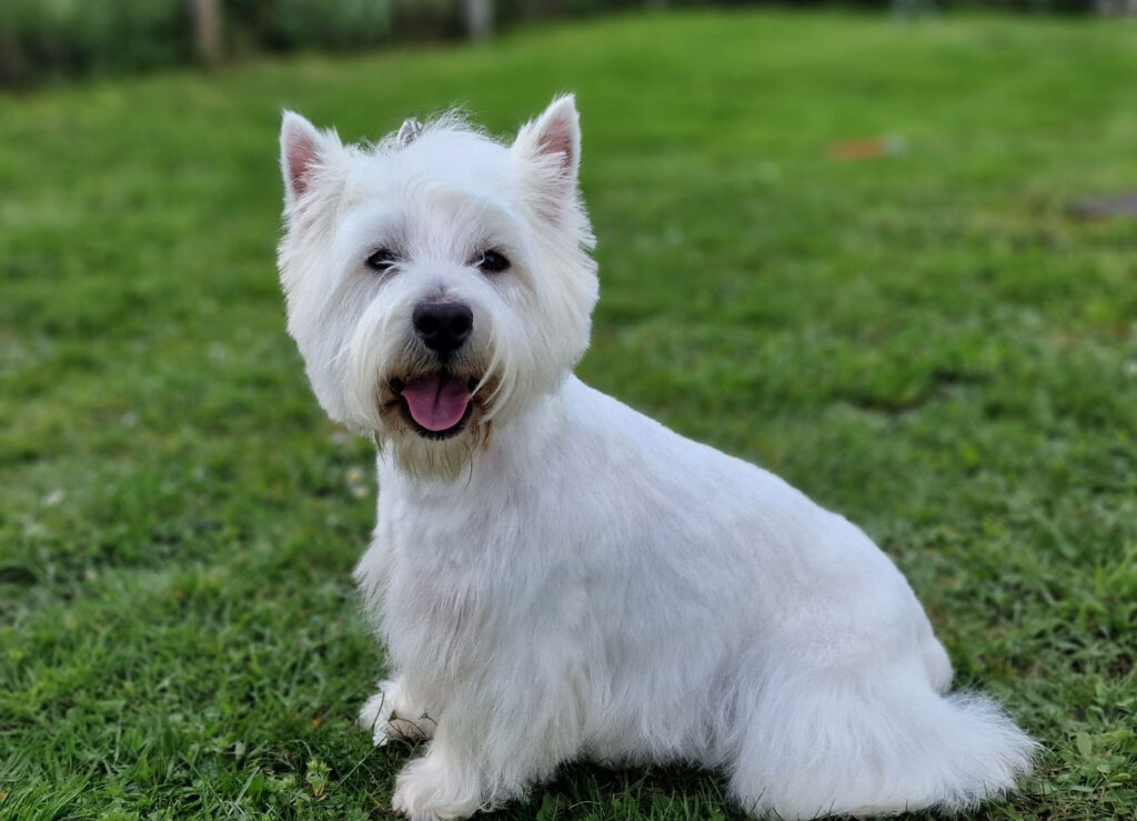 Shine femelle Westie