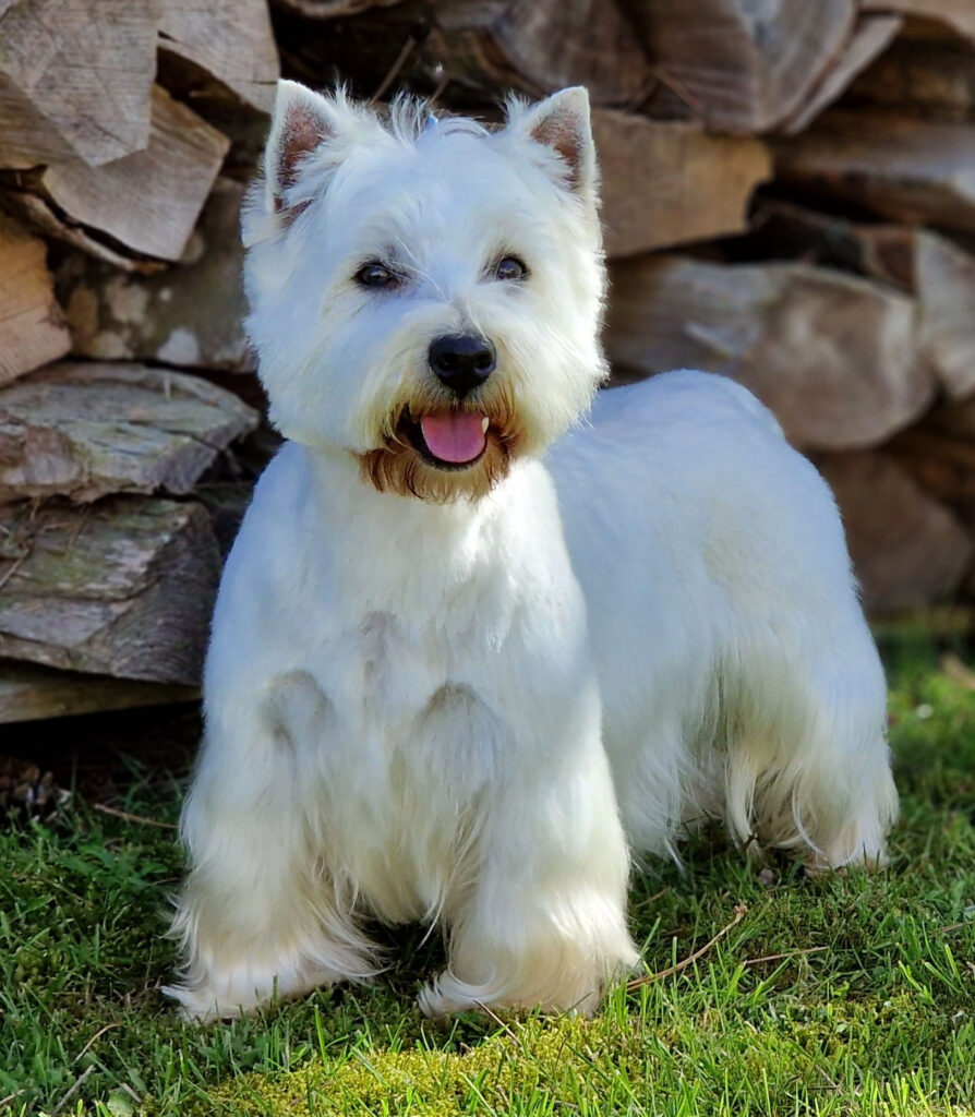 Shine femelle Westie